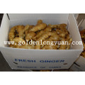 Golden Supplier Fresh Ginger (150g and up)